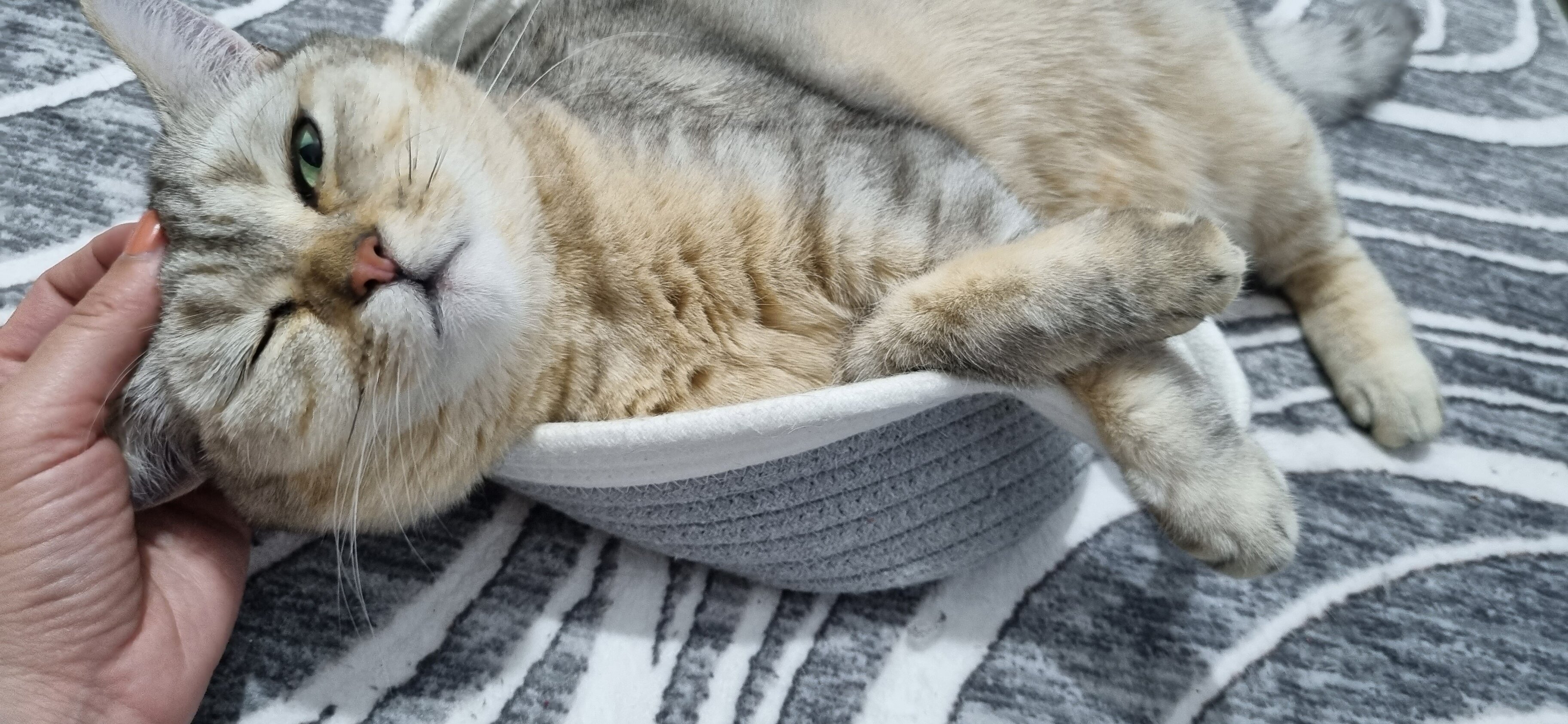 Почему кошки трутся о человека: четыре причины — Ferra.ru