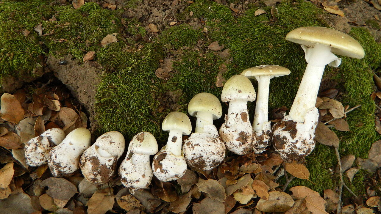 От самых смертоносных грибов в мире найдено противоядие — Ferra