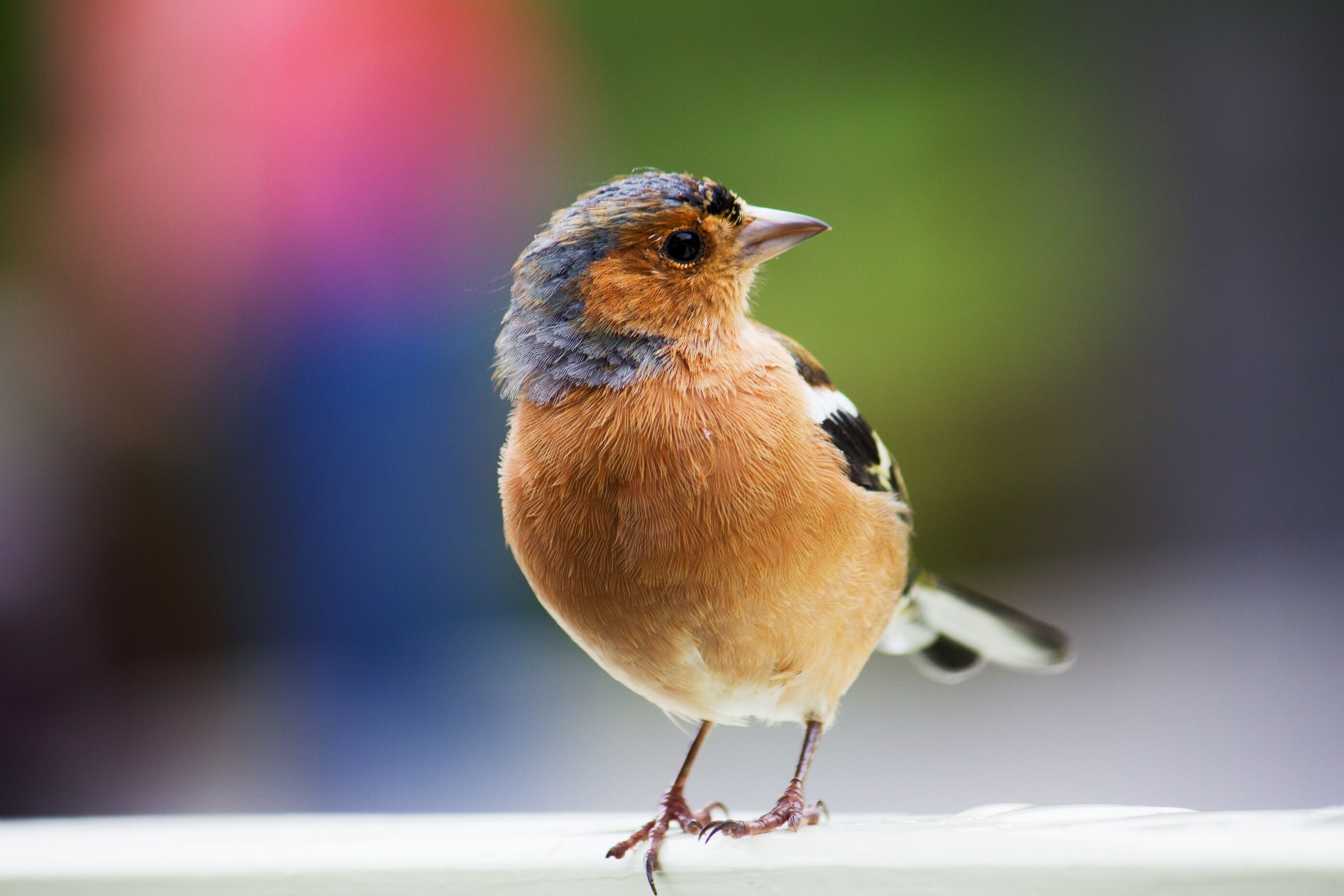 Оказывается, мозг птиц может переключать восприятие магнитного поля Земли