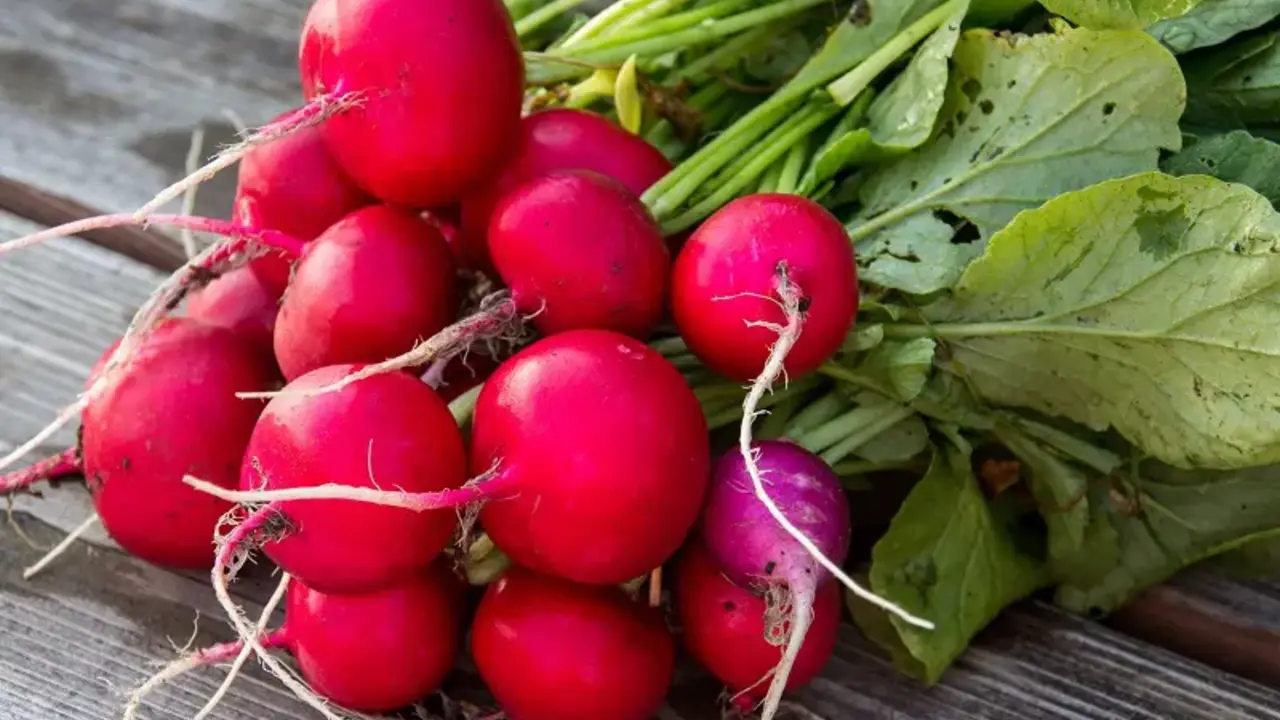 Корнеплод редиса. Редис золотое чудо. Редиска для детей. Ребенок ест овощи и фрукты. Едят редис.