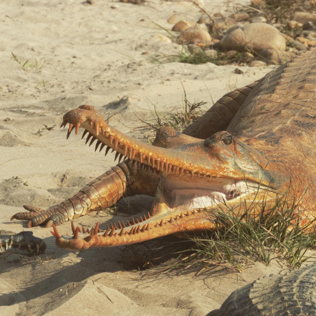 Учёные объяснили появление в Непале оранжевых крокодилов
