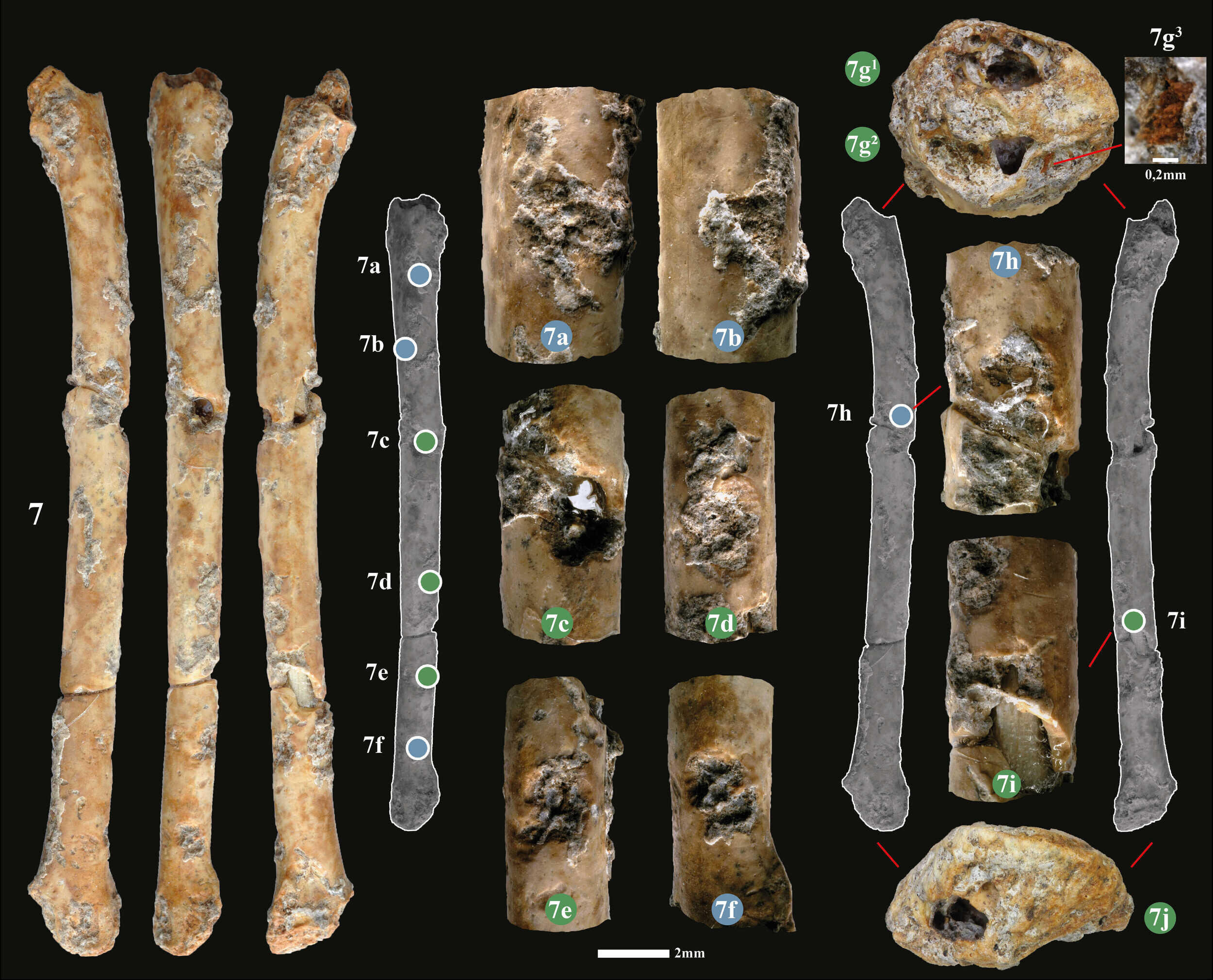 Учёные обнаружили древнейшие костяные флейты