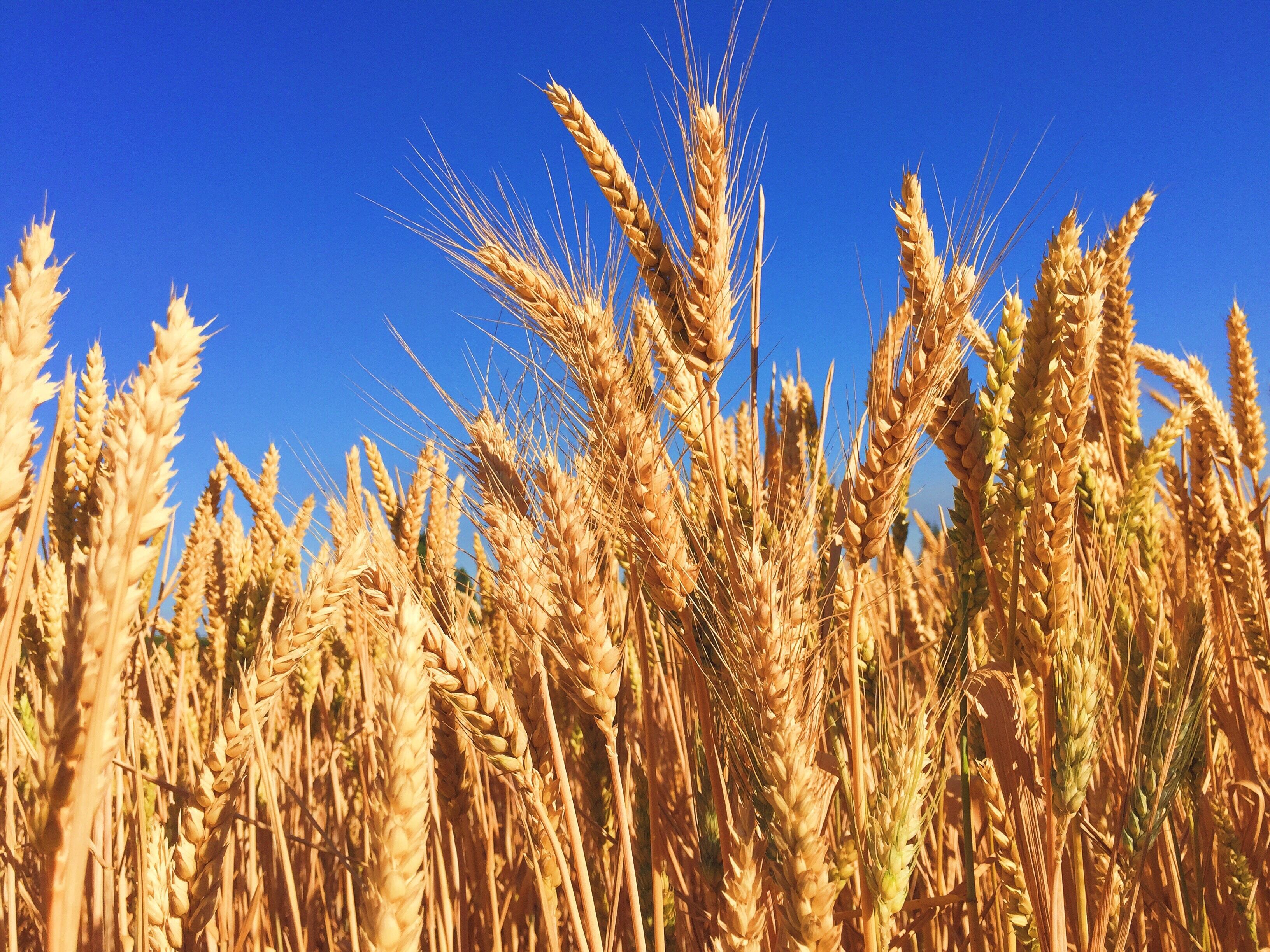 Уральские физики предложили способ выявлять «облучённую» пшеницу