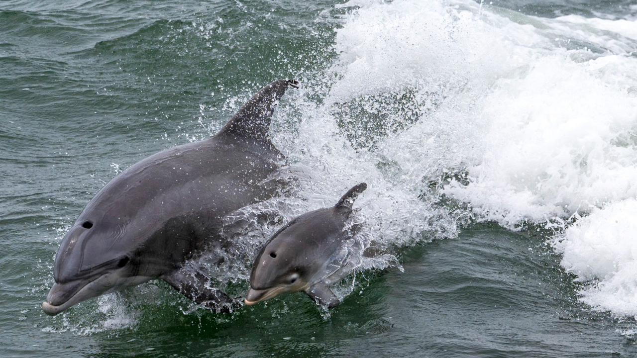 Общение дельфинов между собой. Детеныш дельфина. Дельфины опасны для человека. Дельфины опасны для человека или нет.