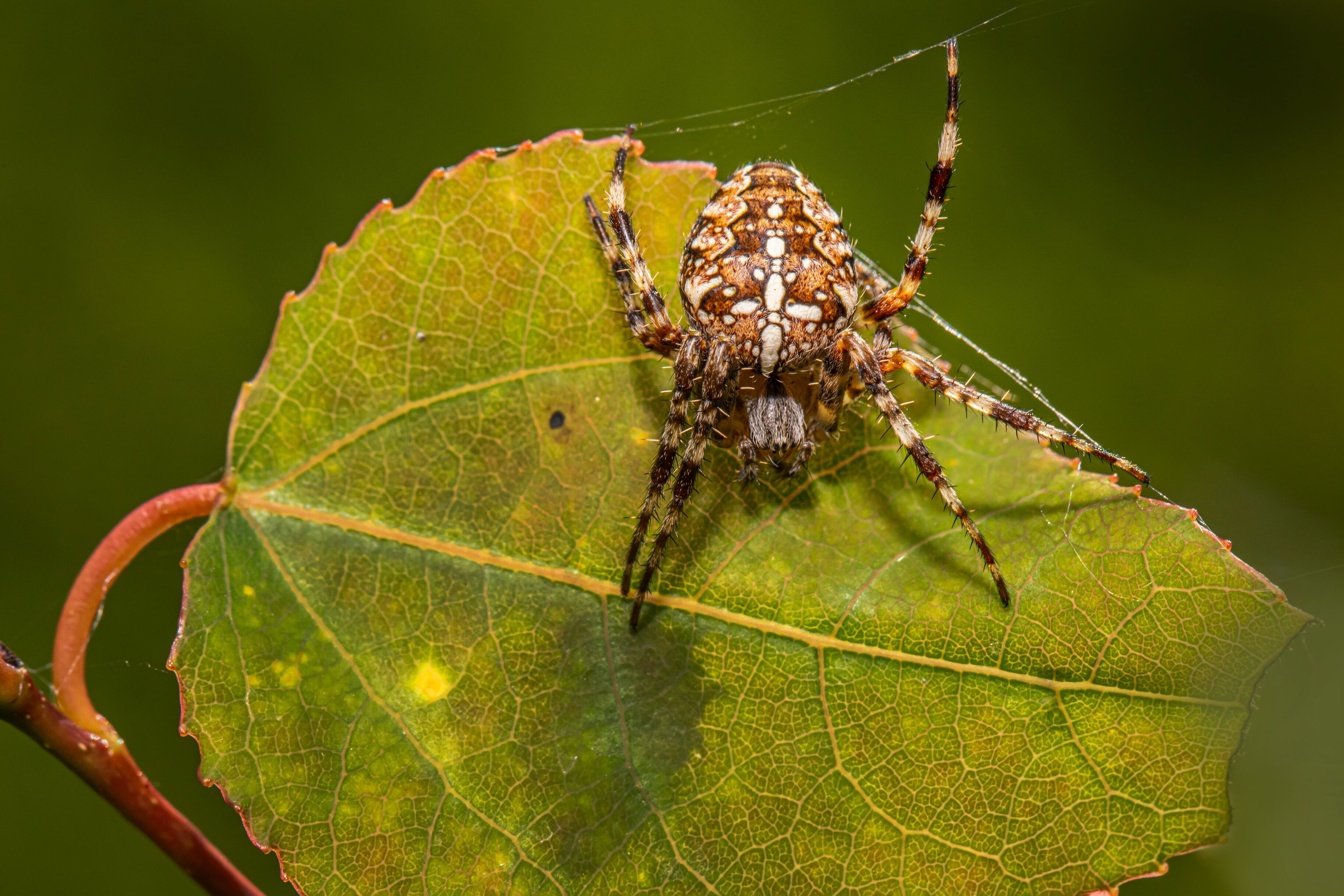 Зоолог рассказал, ждет ли Россию нашествие пауков
