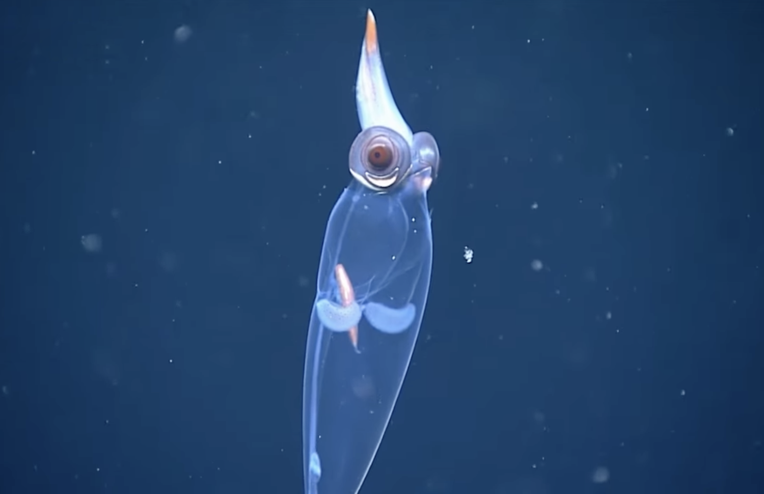 Учёные засняли прозрачного кальмара с гигантскими «демоническими» глазами