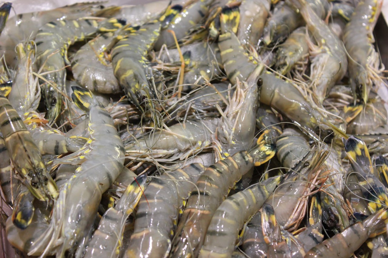 Российский экологи выяснили, почему креветки во Вьетнами не «изменяют» своим партнёрам