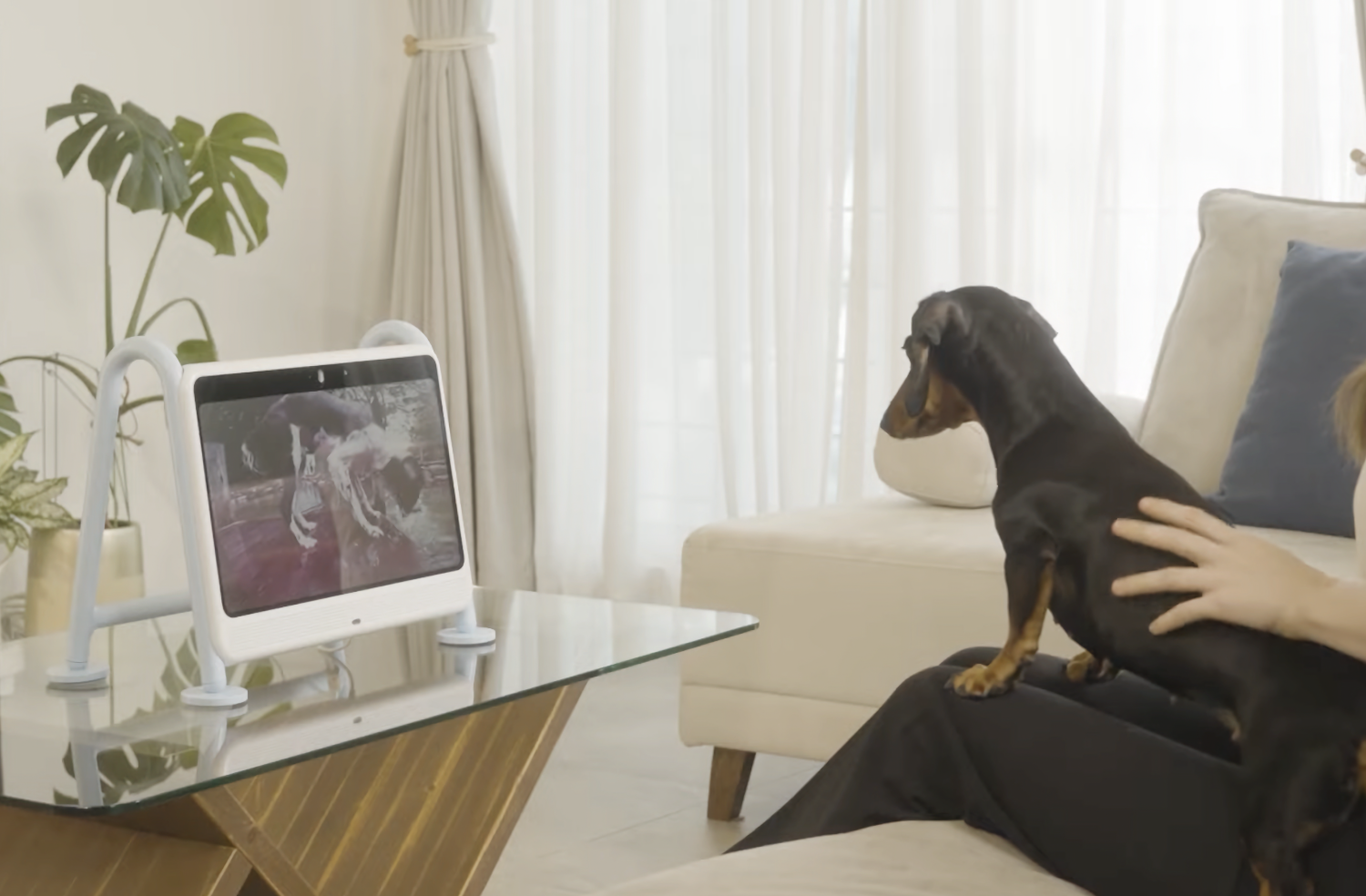 В Южной Корее представили новый телевизор специально для собак
