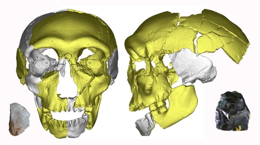 Учёные, возможно, обнаружили череп ранее неизвестного вида человека