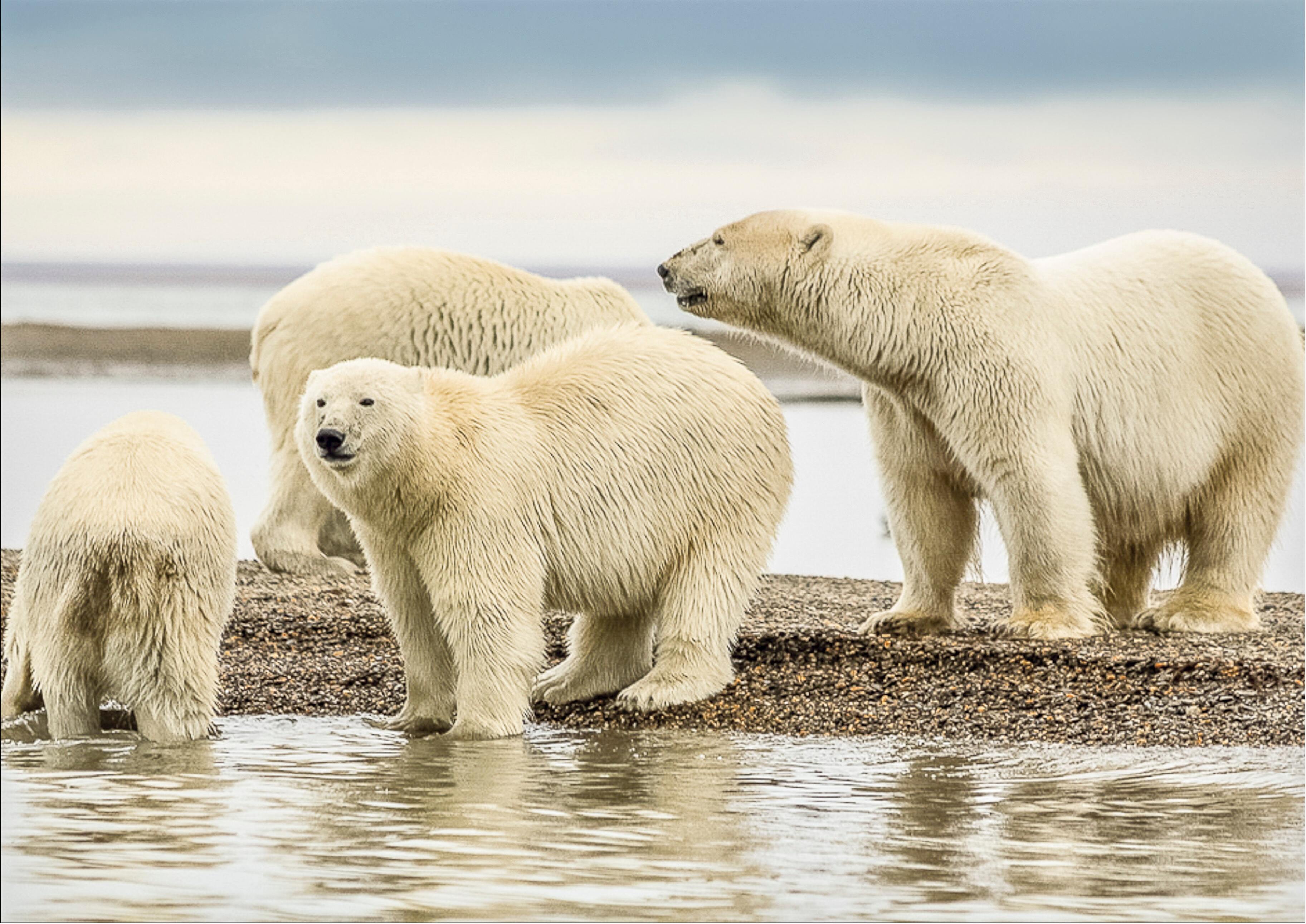 Белые медведи пережили древнее глобальное потепление благодаря миграции в Сибирь и Канаду