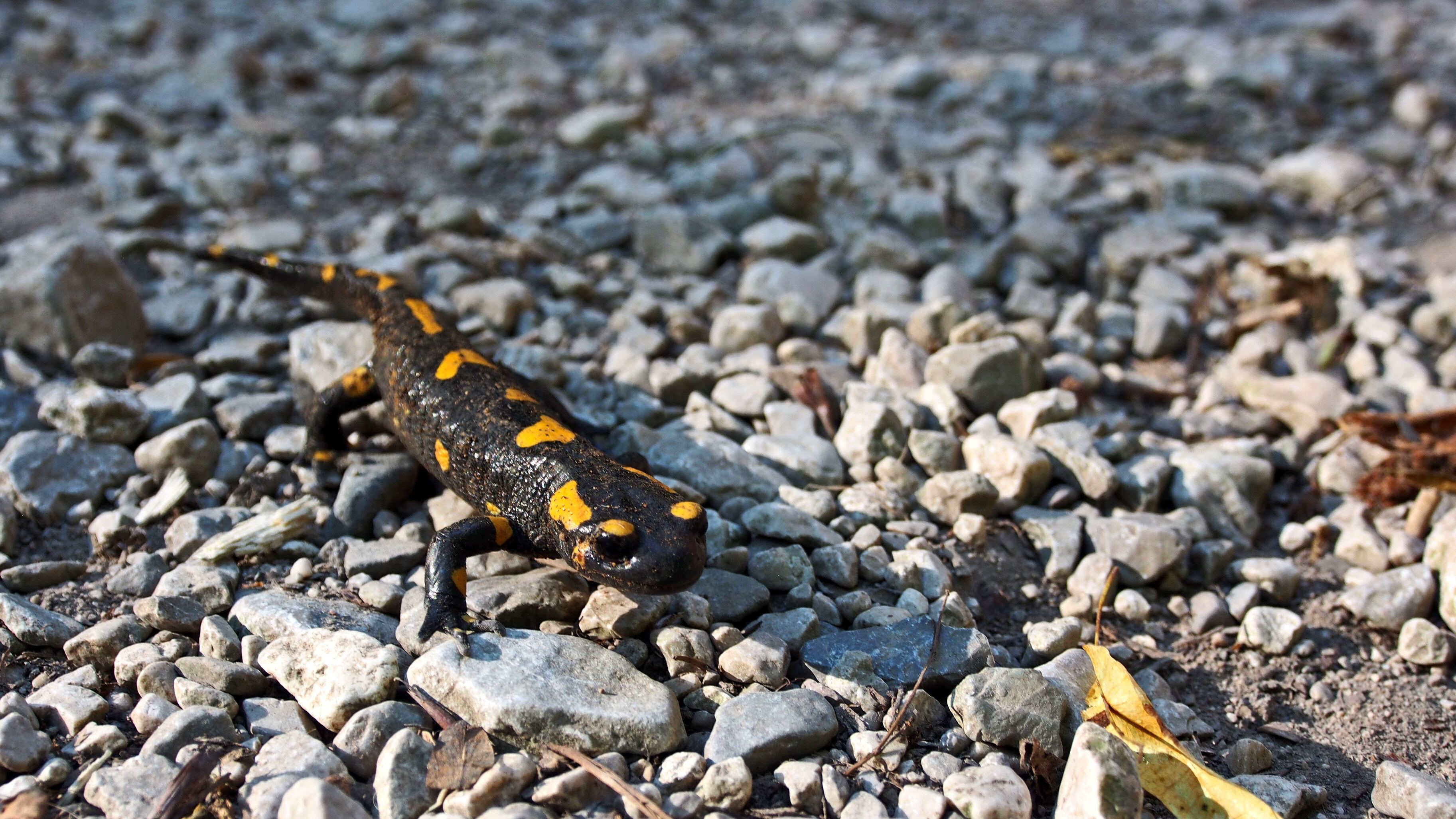 Российские ученые нашли в Сибири новый род саламандр