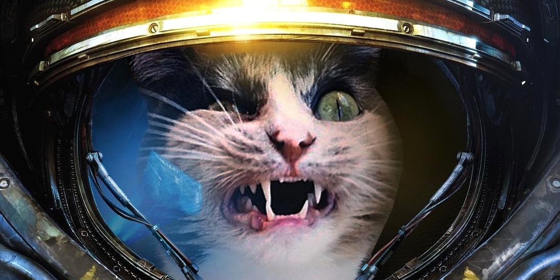 Были ли кошки когда-нибудь в космосе