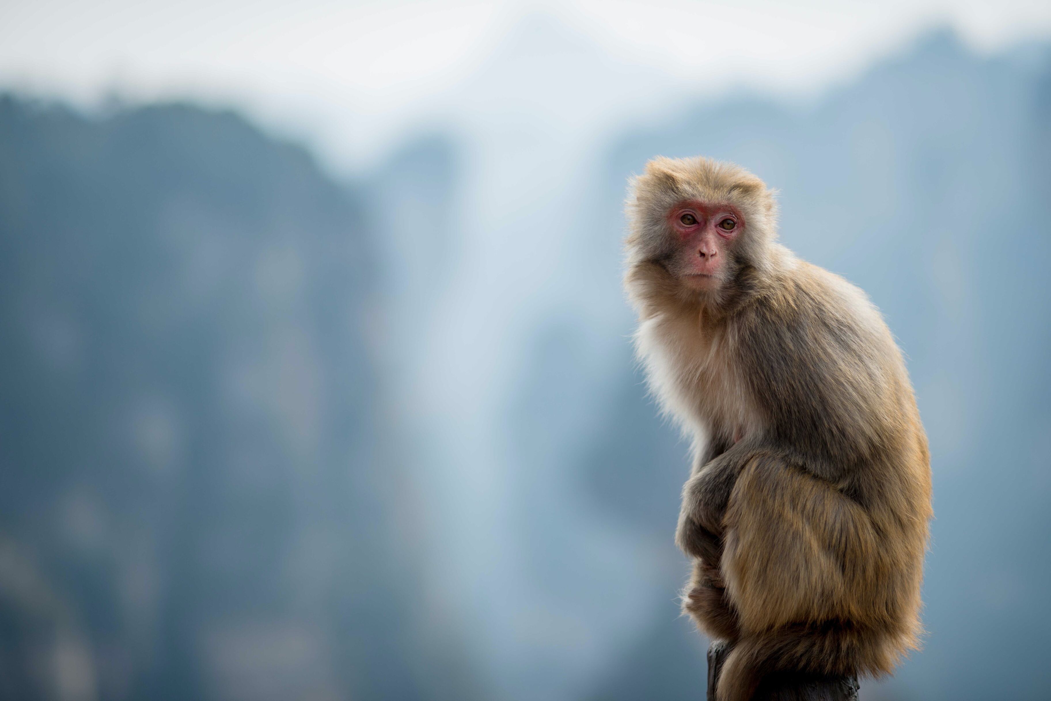Эксперт рассказал, стоит ли россиянам бояться оспы обезьян