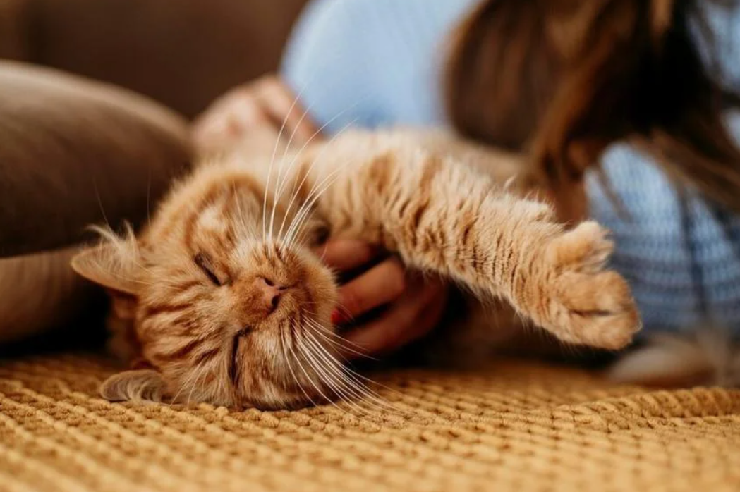 15 удивительных фактов о кошках