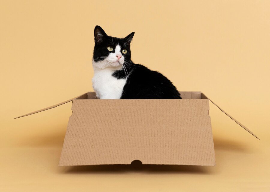 Вот почему кошки так любят коробки