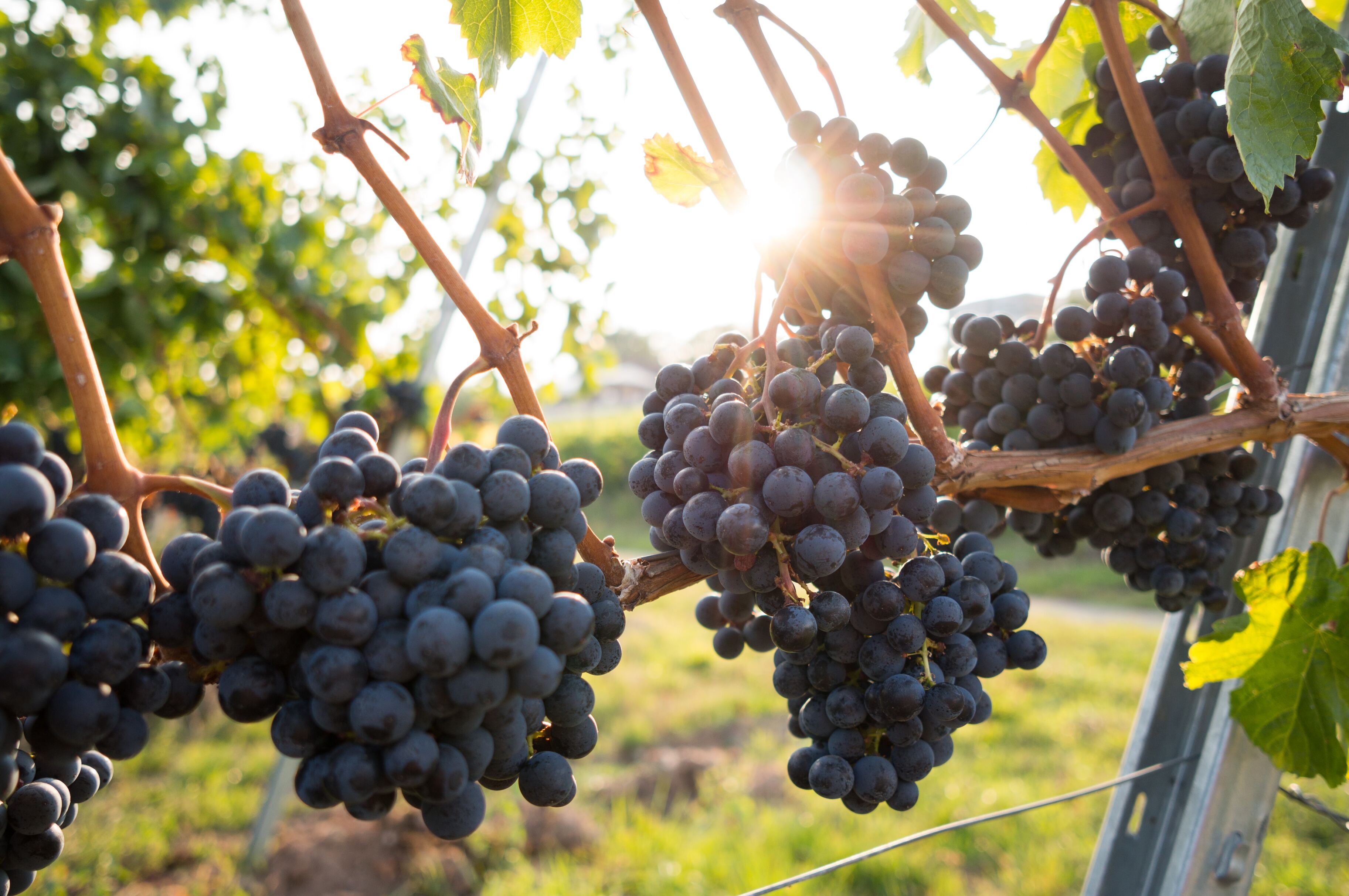 Российские учёные придумали, как определять происхождение винограда в вине