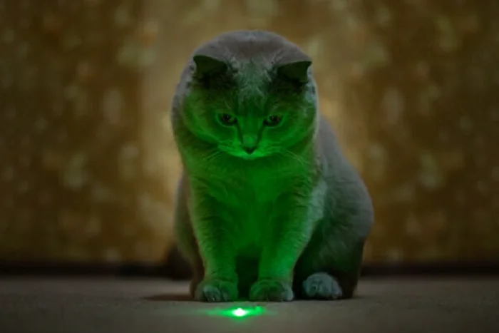 Почему кошкам так нравятся лазерные указки