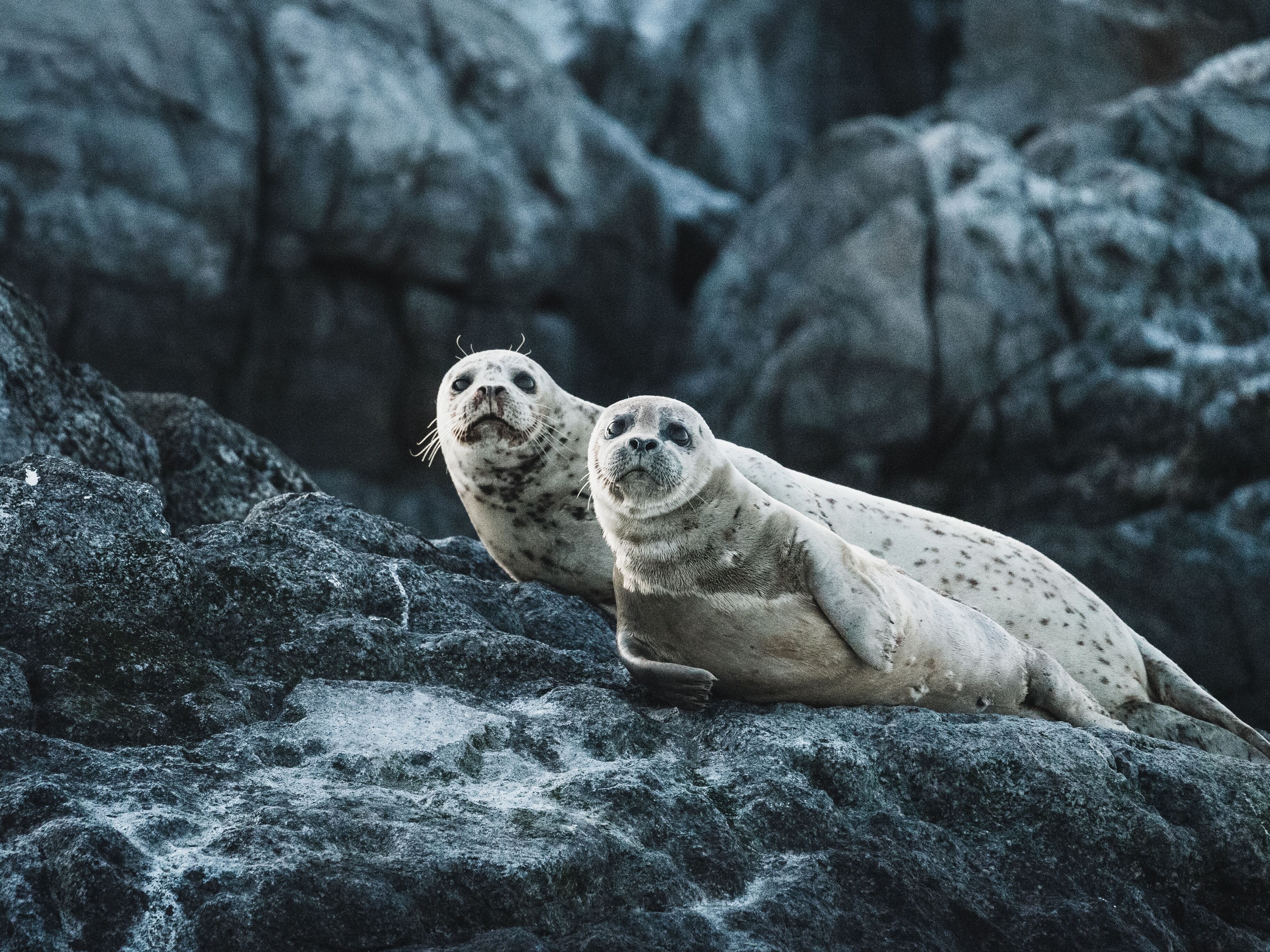 Российские учёные рассказали о причинах массовой гибели тюленей в 2022 году