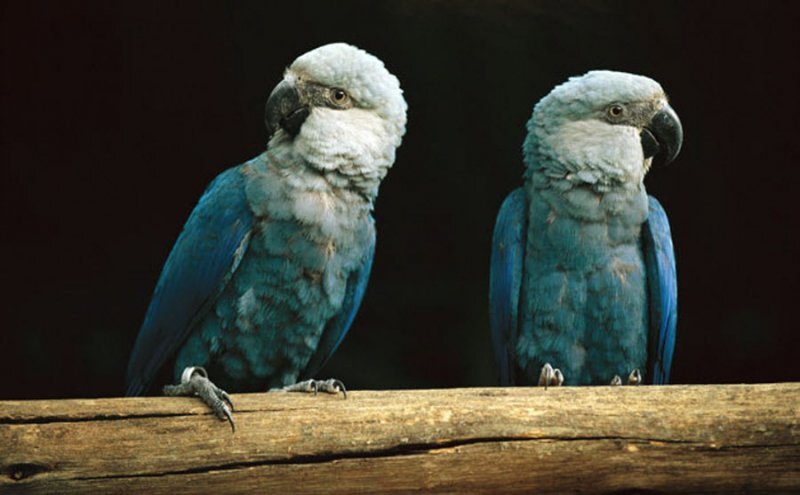Голубые ара лишь спустя 37 лет вывели птенцов в дикой природе