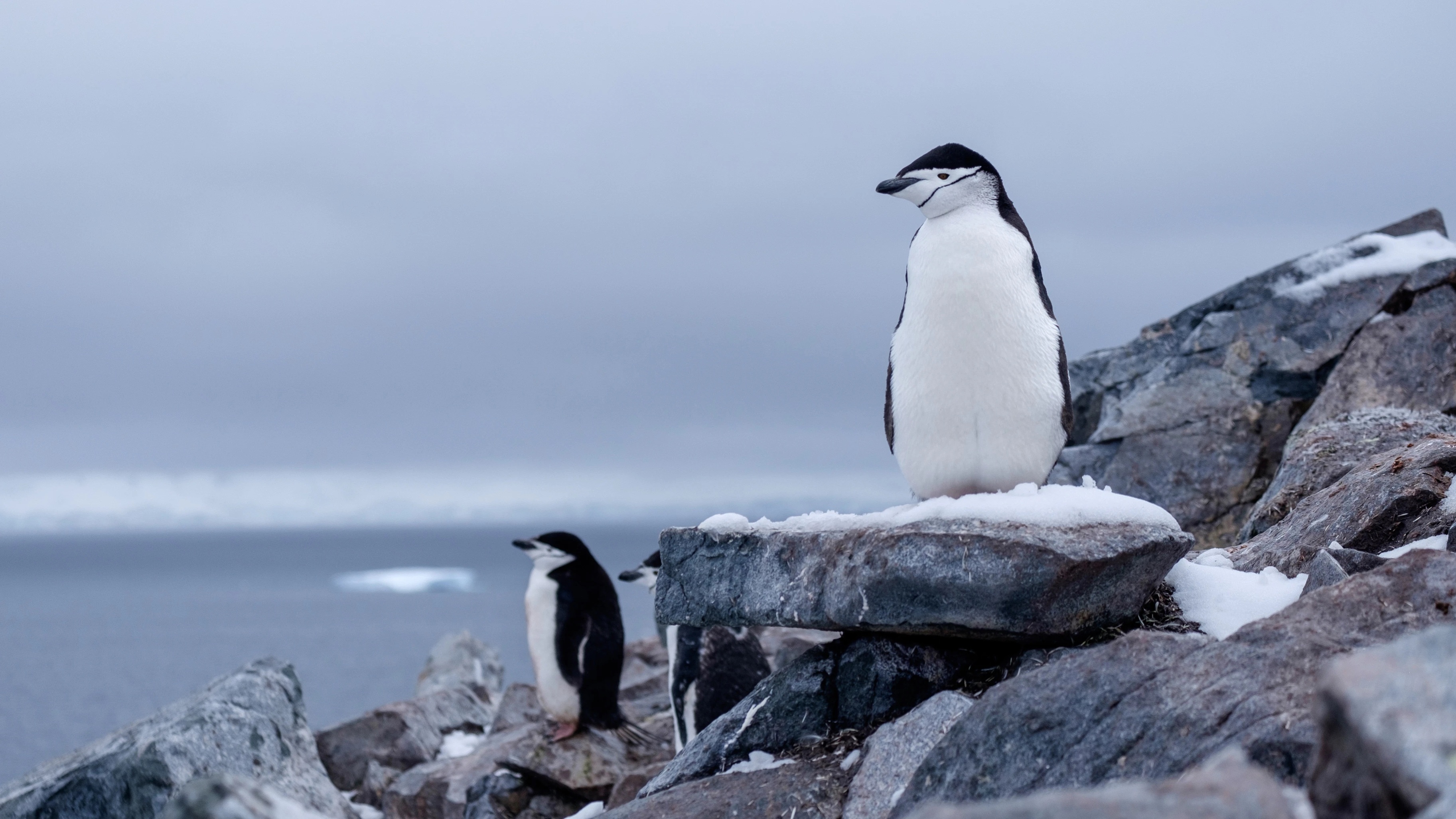 Антарктические пингвины оказались способны засыпать 10 тысяч раз в день