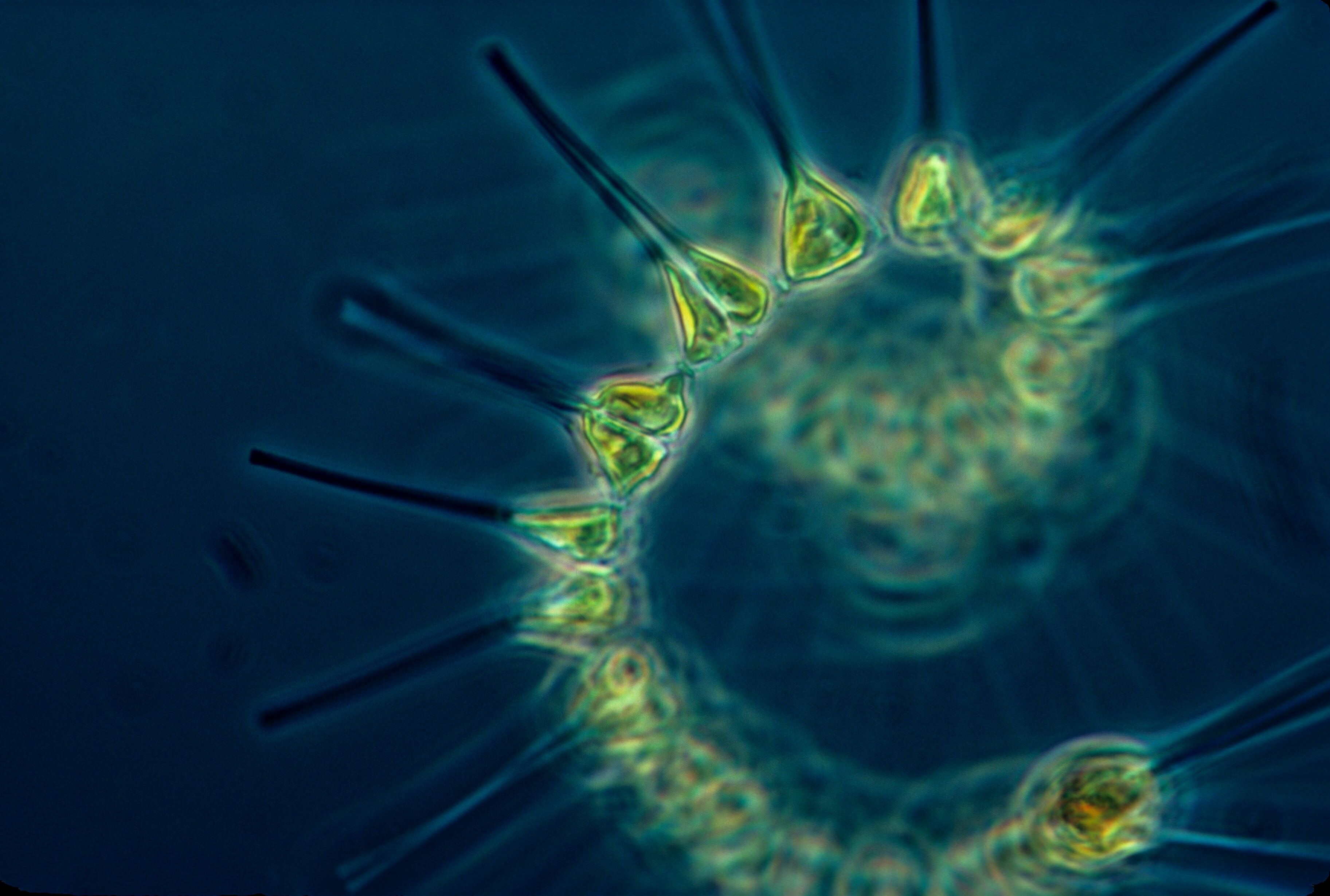 Учёные РАН нашли способ использовать живые клетки как флешку