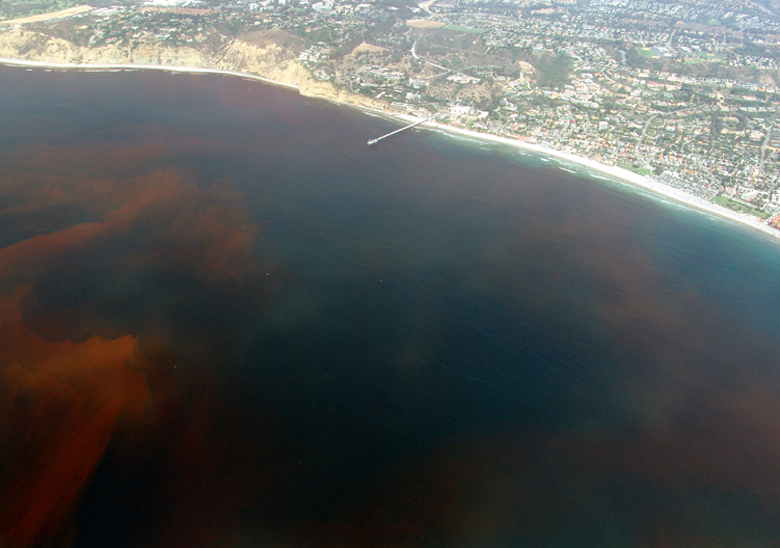 Красиво, но опасно: красные приливы у берегов Камчатки оказались ядом для моря