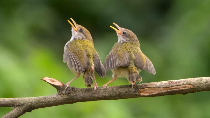 Почему птицы начинают петь именно ранним утром