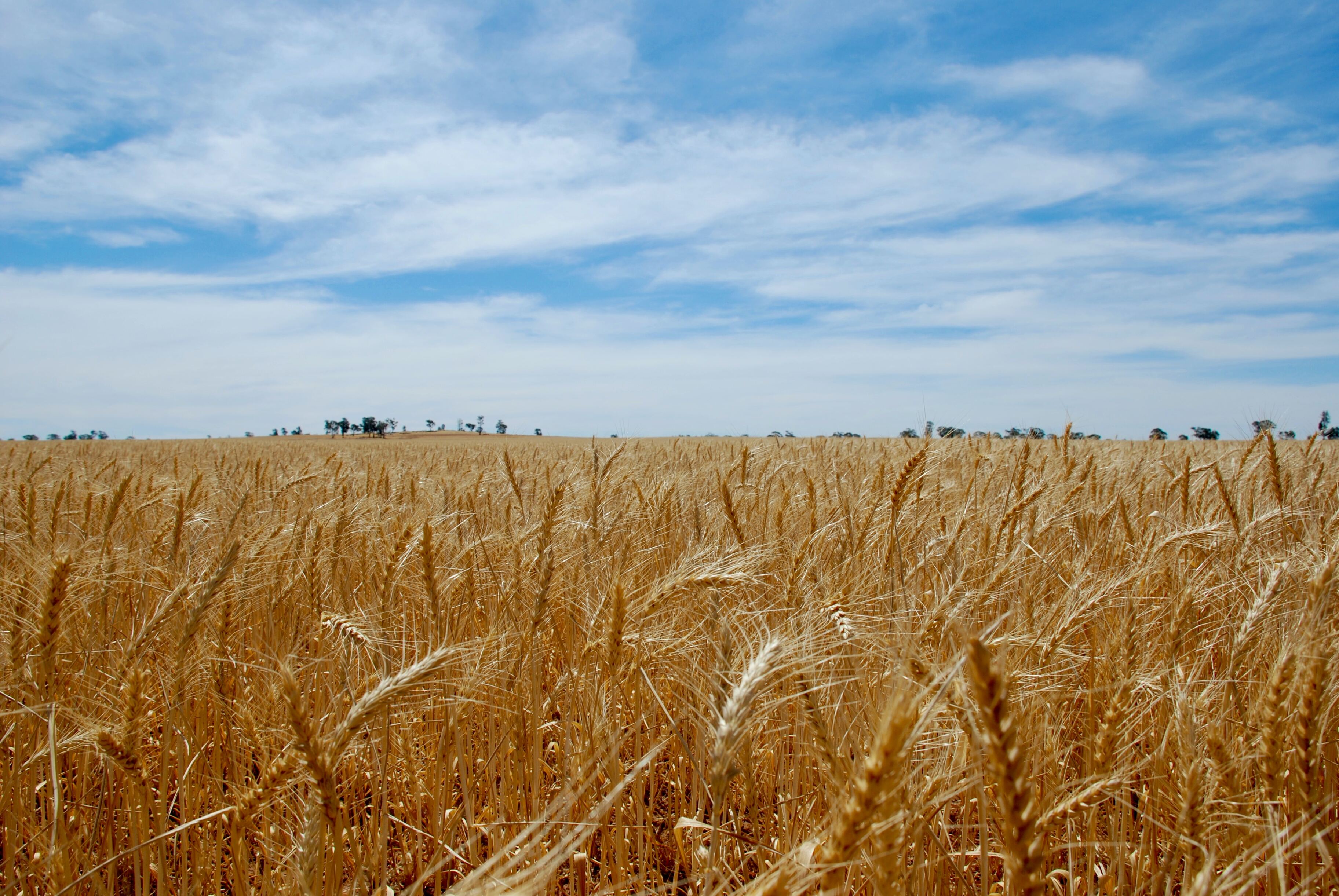 Российские учёные создали сорт сверхурожайной пшеницы
