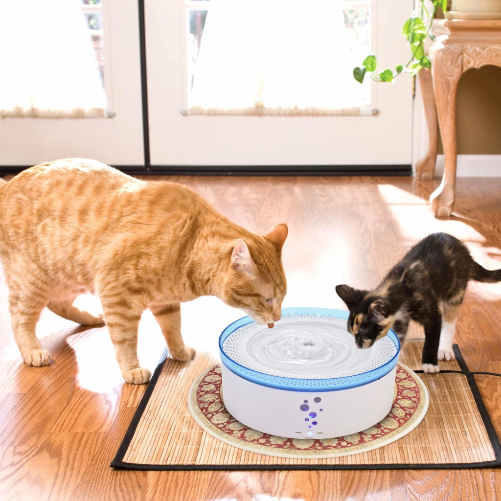 Почему ваша кошка не пьёт воду там же, где ест