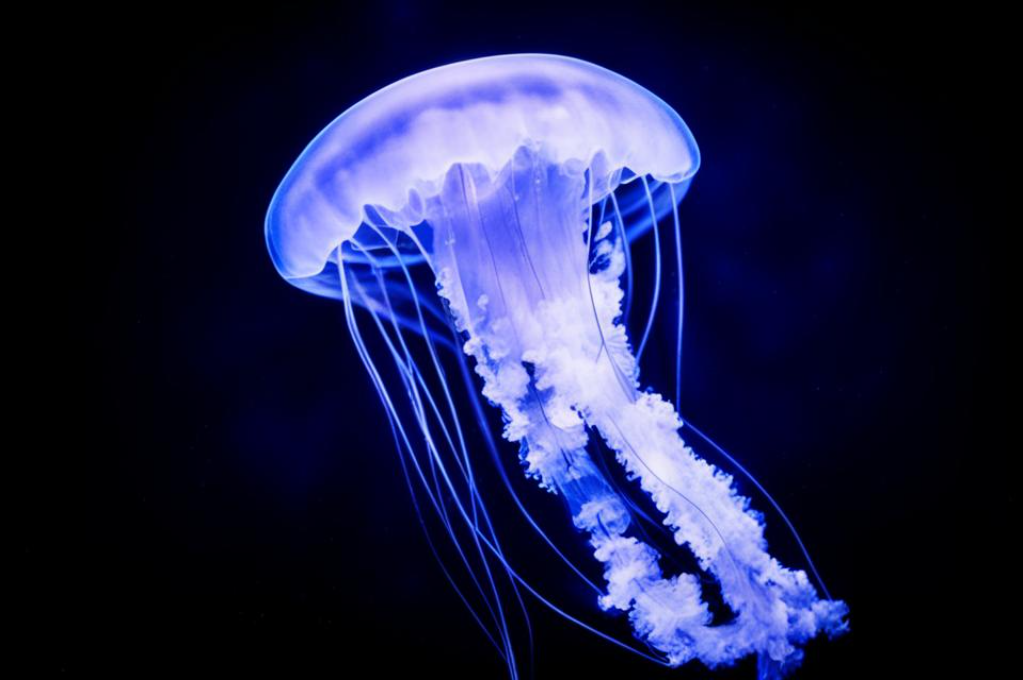 Ученые поняли, как медузы так быстро отращивают свои щупальца