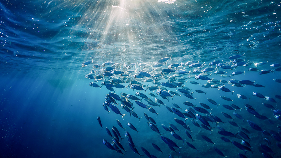 Биолог объяснил, что случится с Землёй, если из океана выловить всю рыбу