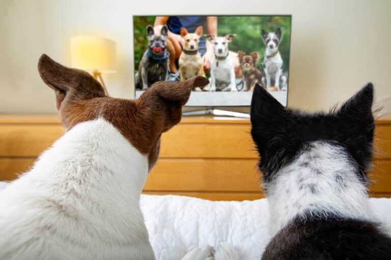 Учёные выяснили, что собаки больше всего любят смотреть по телевизору