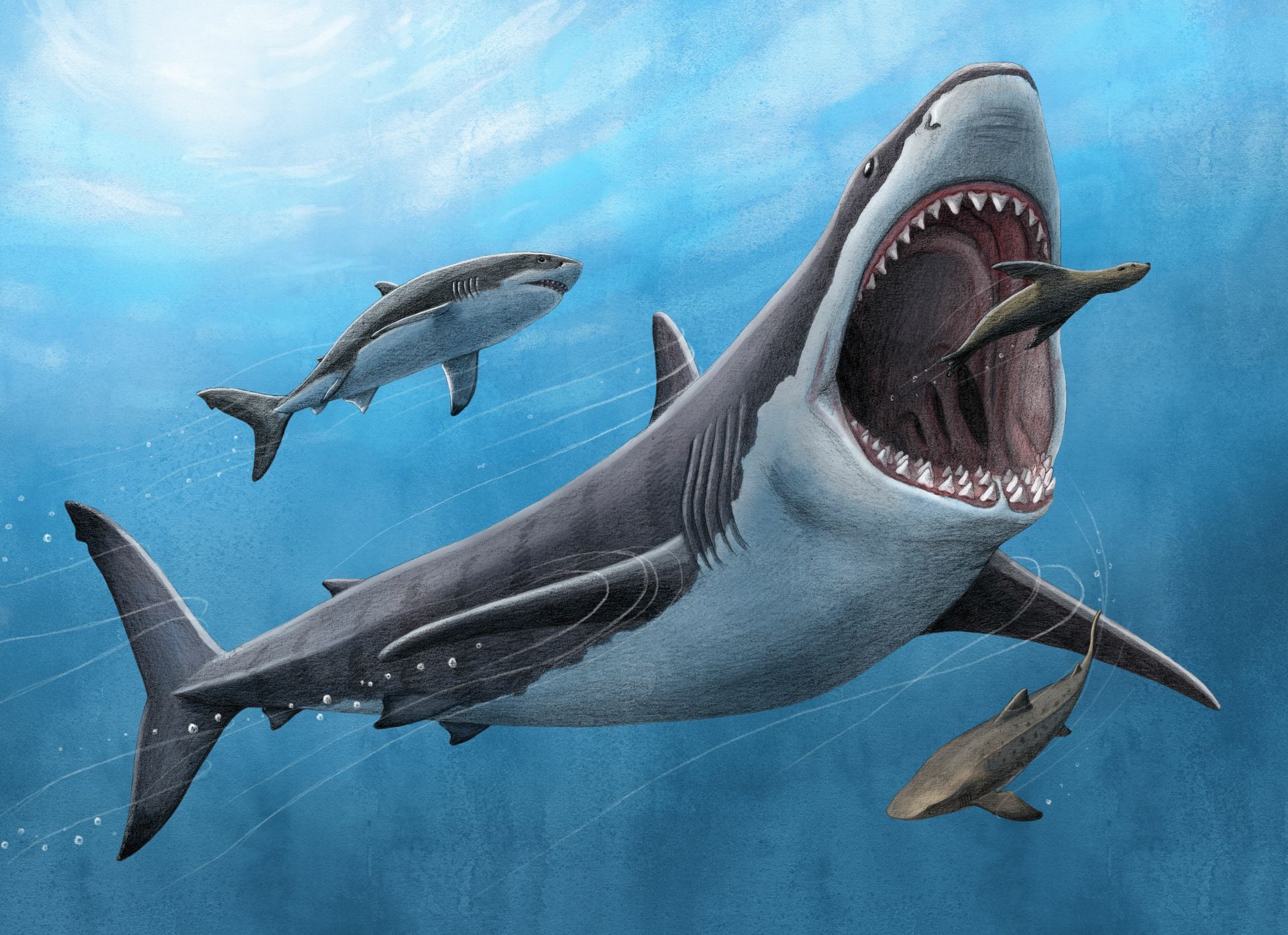 Учёные обнаружили новые подробности о самой большой акуле в истории