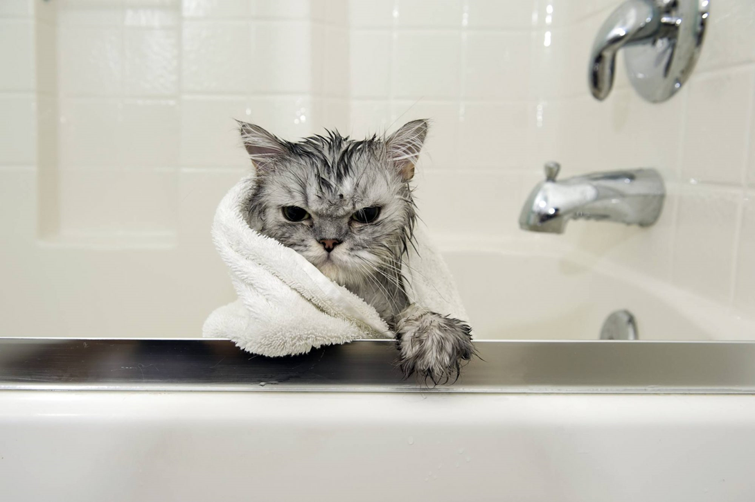 Эксперт рассказал, как часто нужно купать кошек