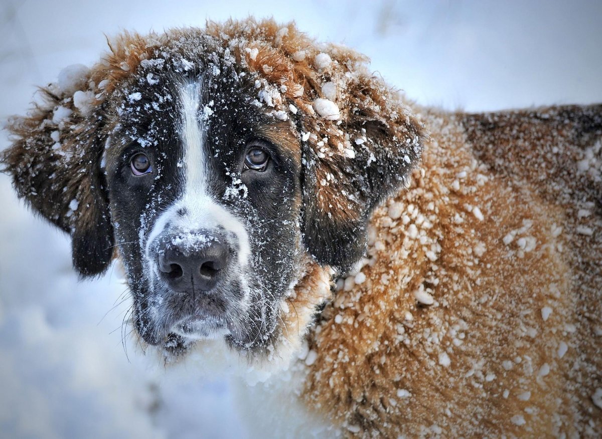 Ветеринар дал несколько советов по уходу за собакой в холода