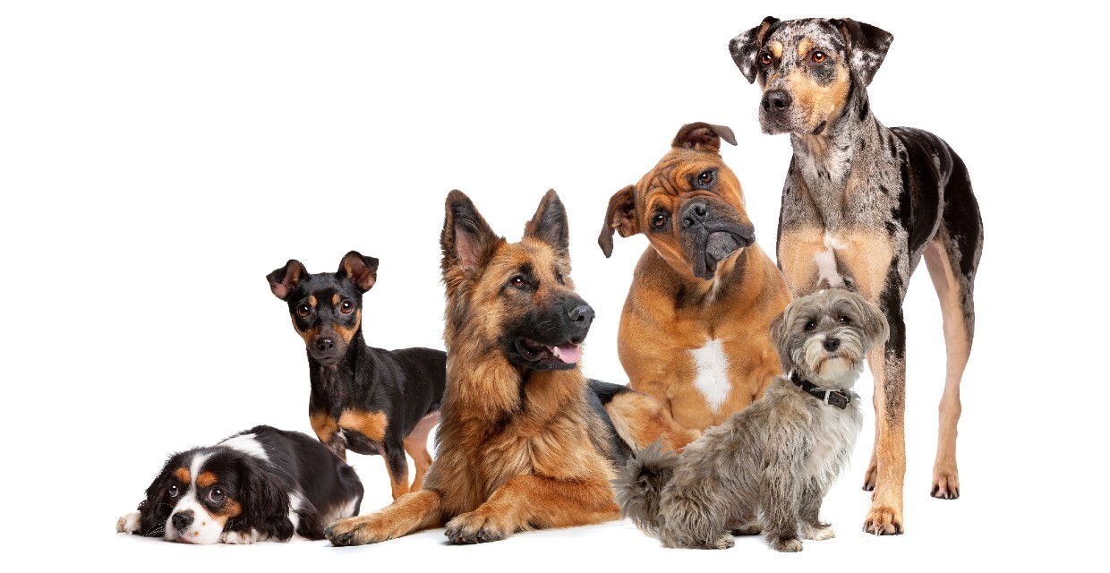 Учёные выяснили, какие собаки живут дольше остальных