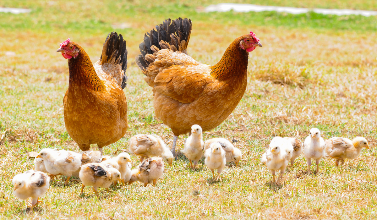 Учёные объяснили, почему ни в коем случае нельзя прижимать к себе или целовать кур и цыплят
