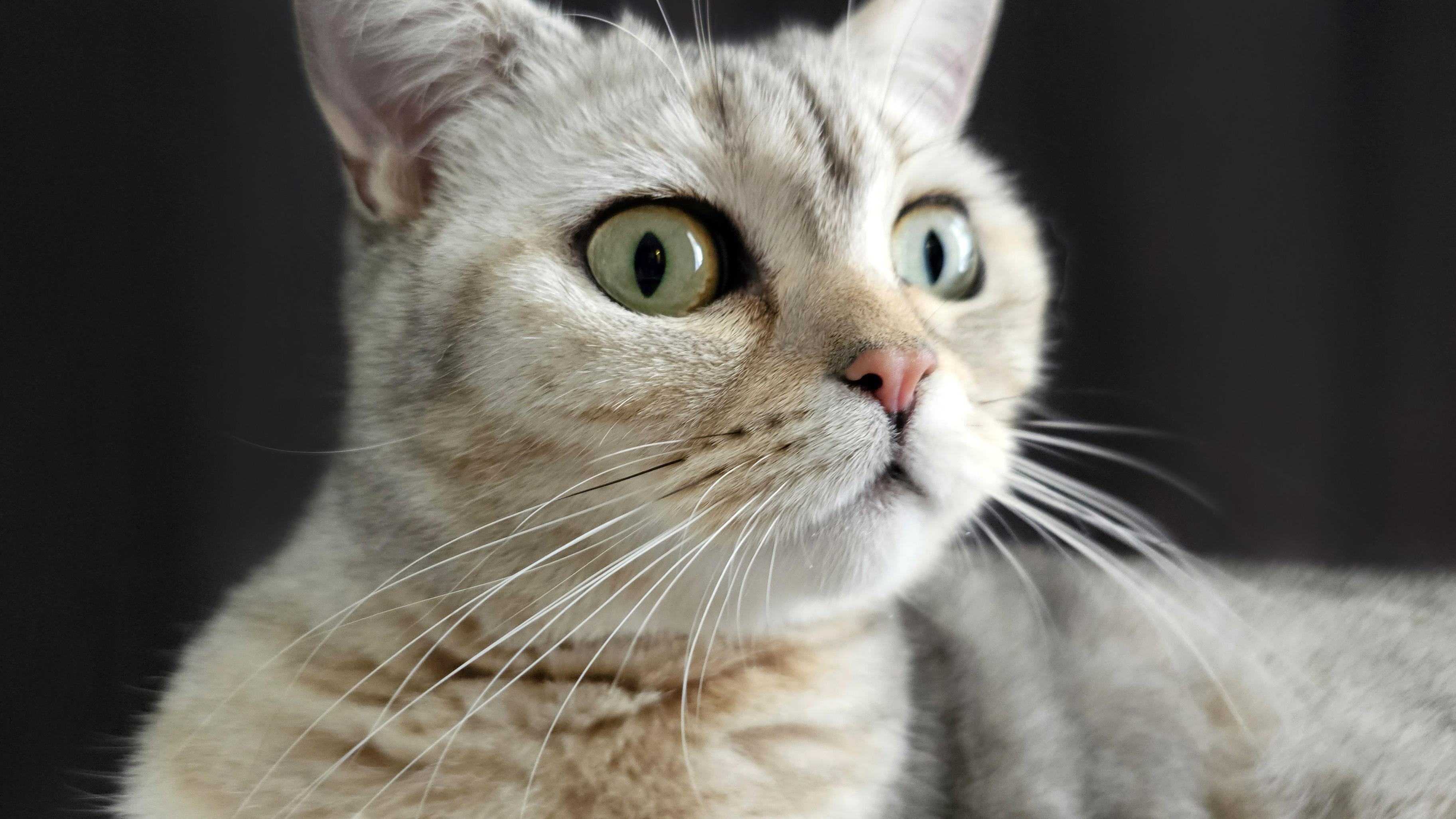 Раскрыты причины странного поведения кошек: почему они смотрят в пустоту и замирают
