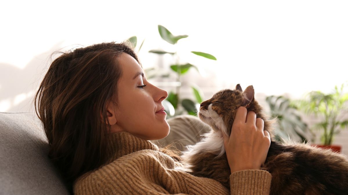 Научно доказано: люди чаще всего неправильно понимают кошек