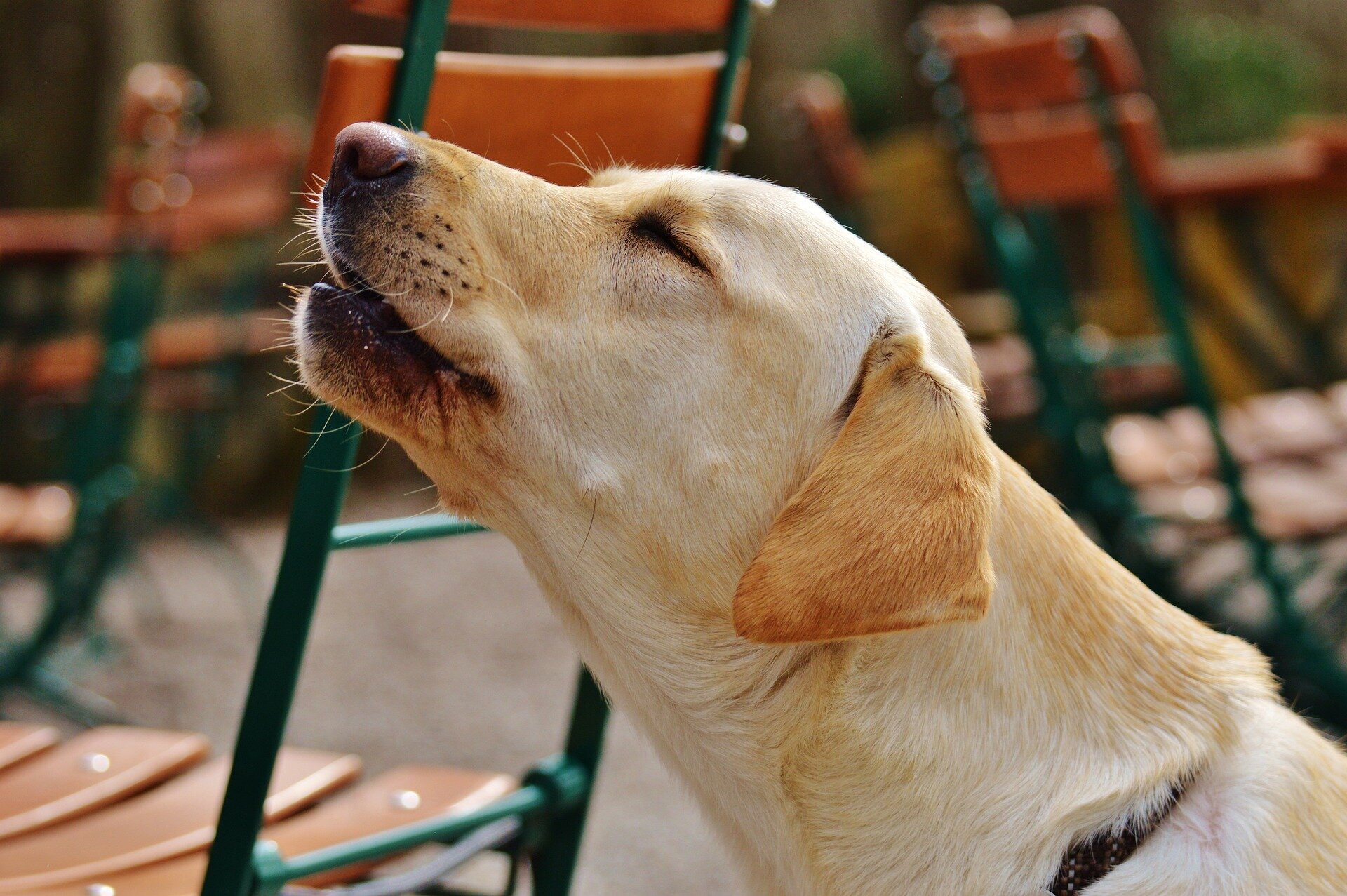 Эксперт по животным объяснил, как по языку тела и голосу собаки понять, что она хочет вам сказать