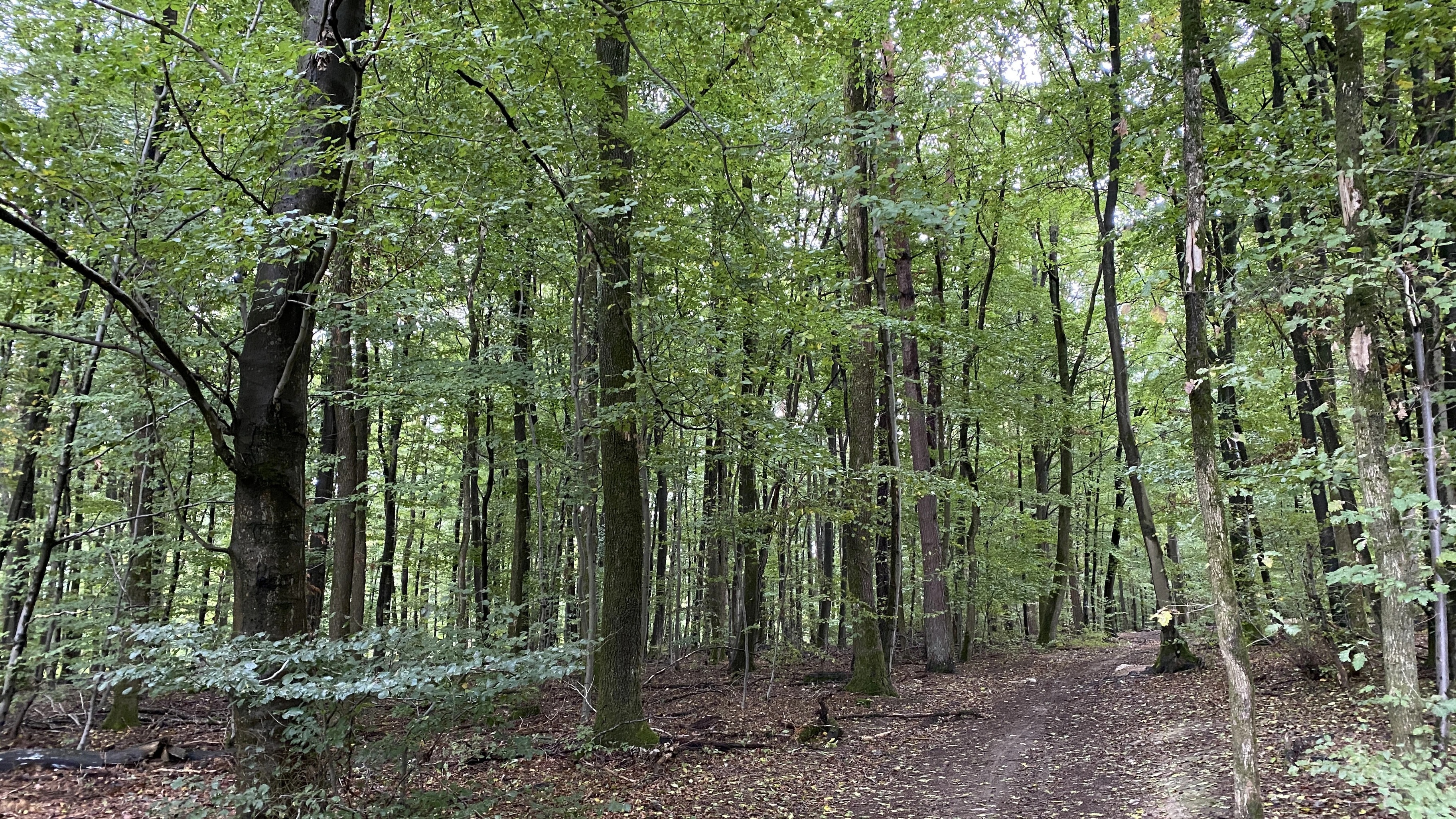 Логика на «5»: в Германии вырубят 120 тысяч деревьев ради ветряных генераторов