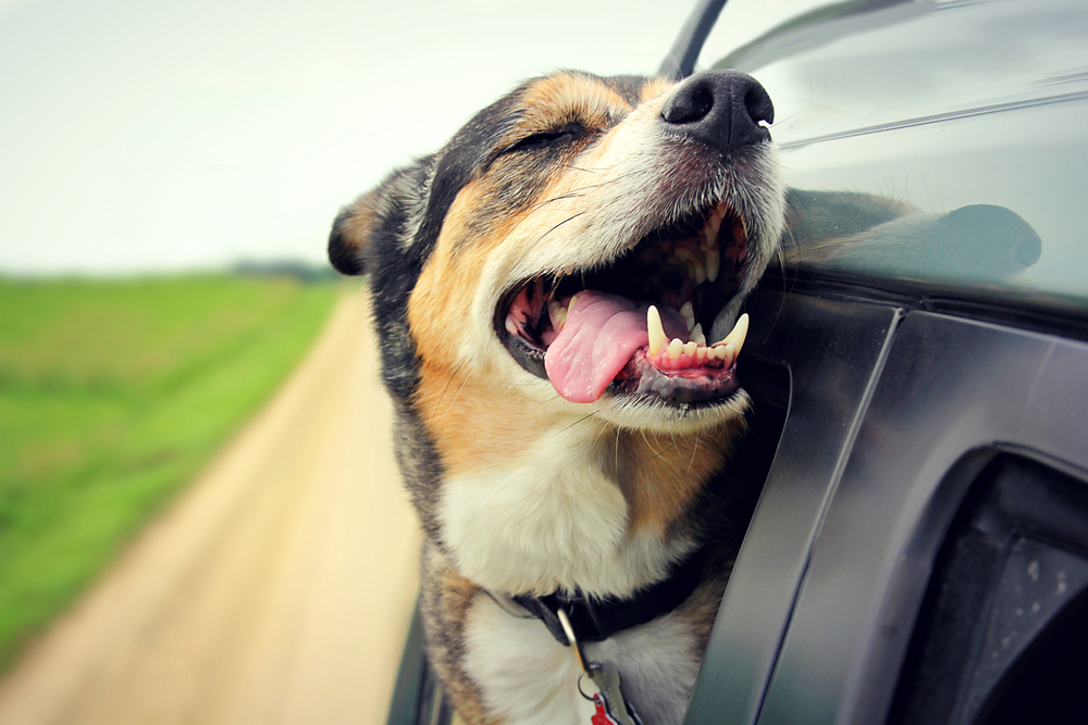 Учёные рассказали, почему собаки так любят высовывать голову из автомобиля во время поездки