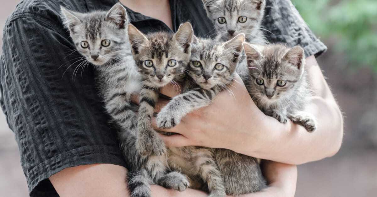 Учёные назвали причины, по которым кошки сейчас раньше начинают спариваться