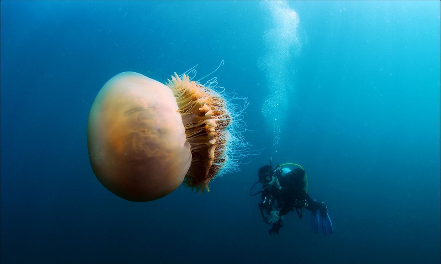 Российские учёные впервые получили потомство одной из крупнейших медуз в мире