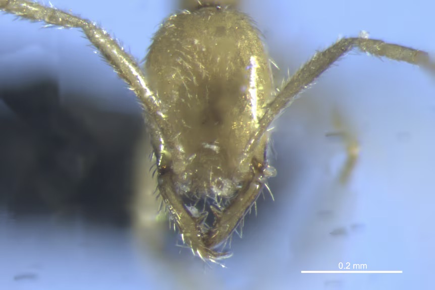 Неизвестных ранее австралийских муравьёв назвали в честь злодея Волан-де-Морта
