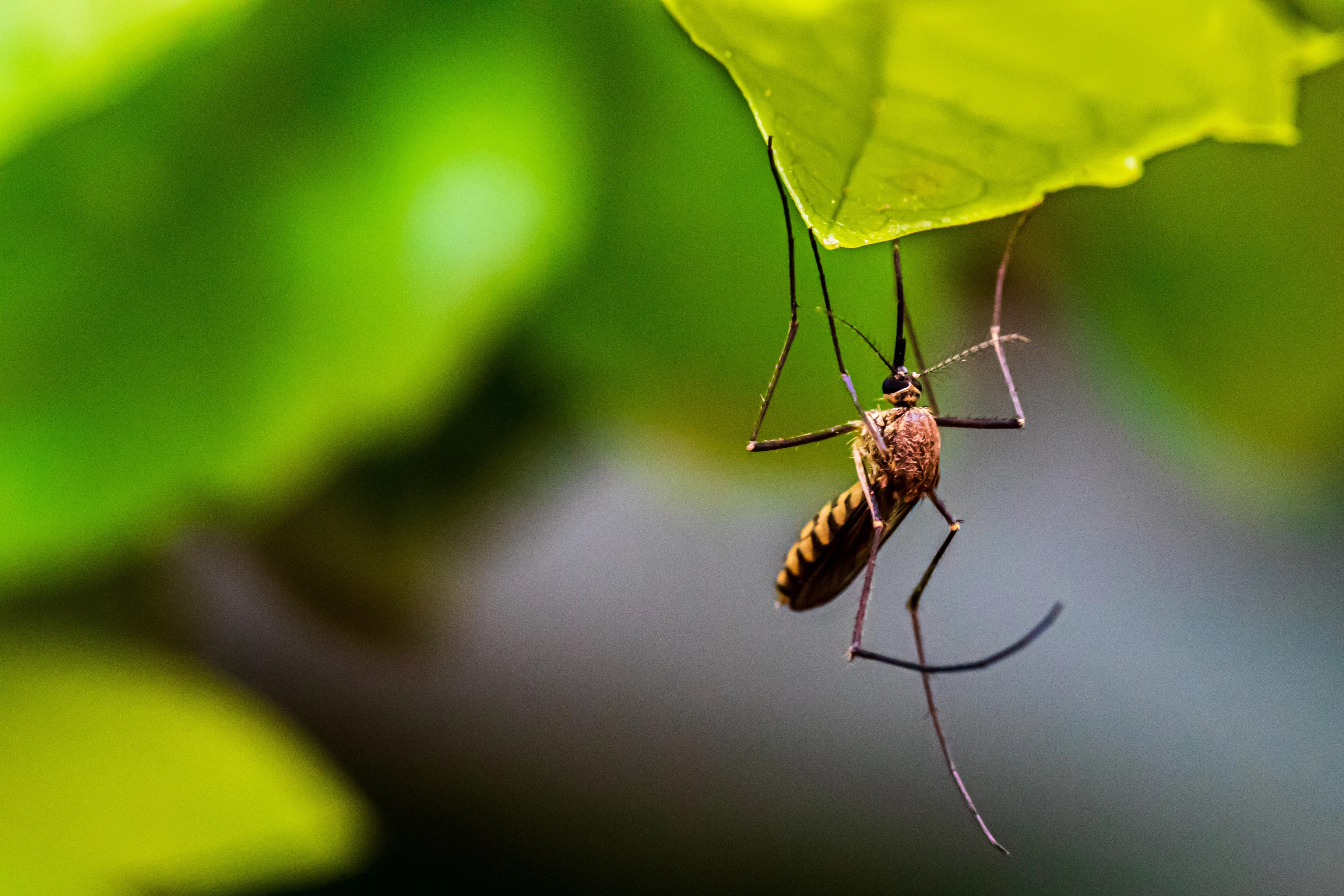 В России обнаружены комары  переносчики 47 вирусов