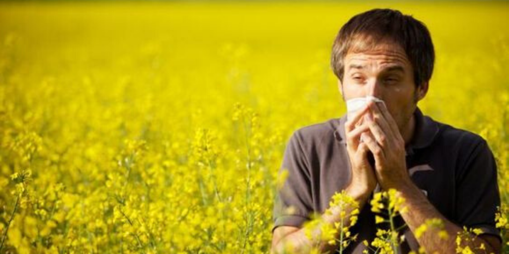 Эксперты рассказали, как отслеживать уровень пыльцы, если у вас аллергия