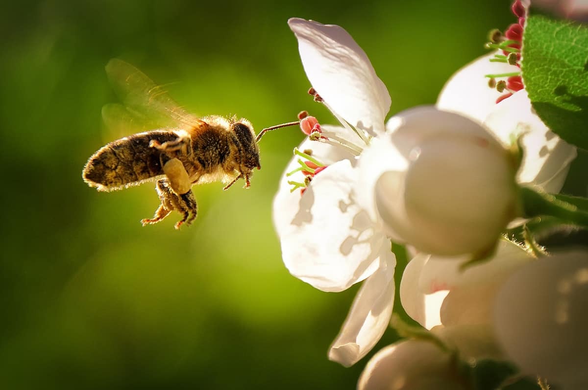 Учёные объяснили, почему некоторые пчёлы умирают после укуса человека