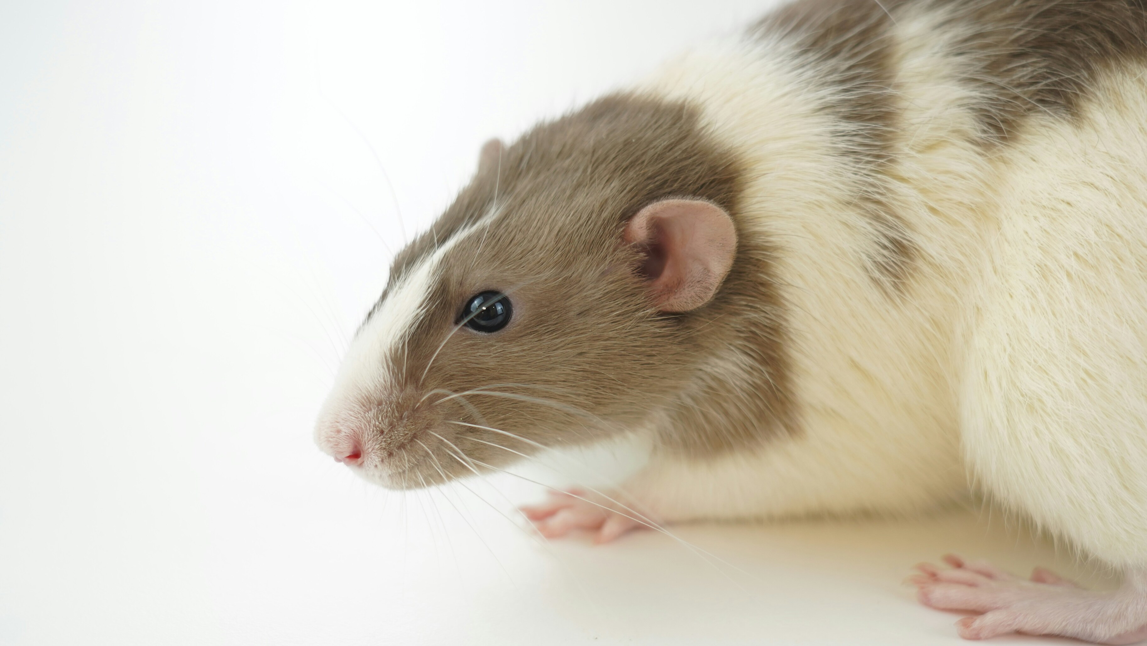Российские учёные научились подавлять эпилепсию у мышей с помощью света