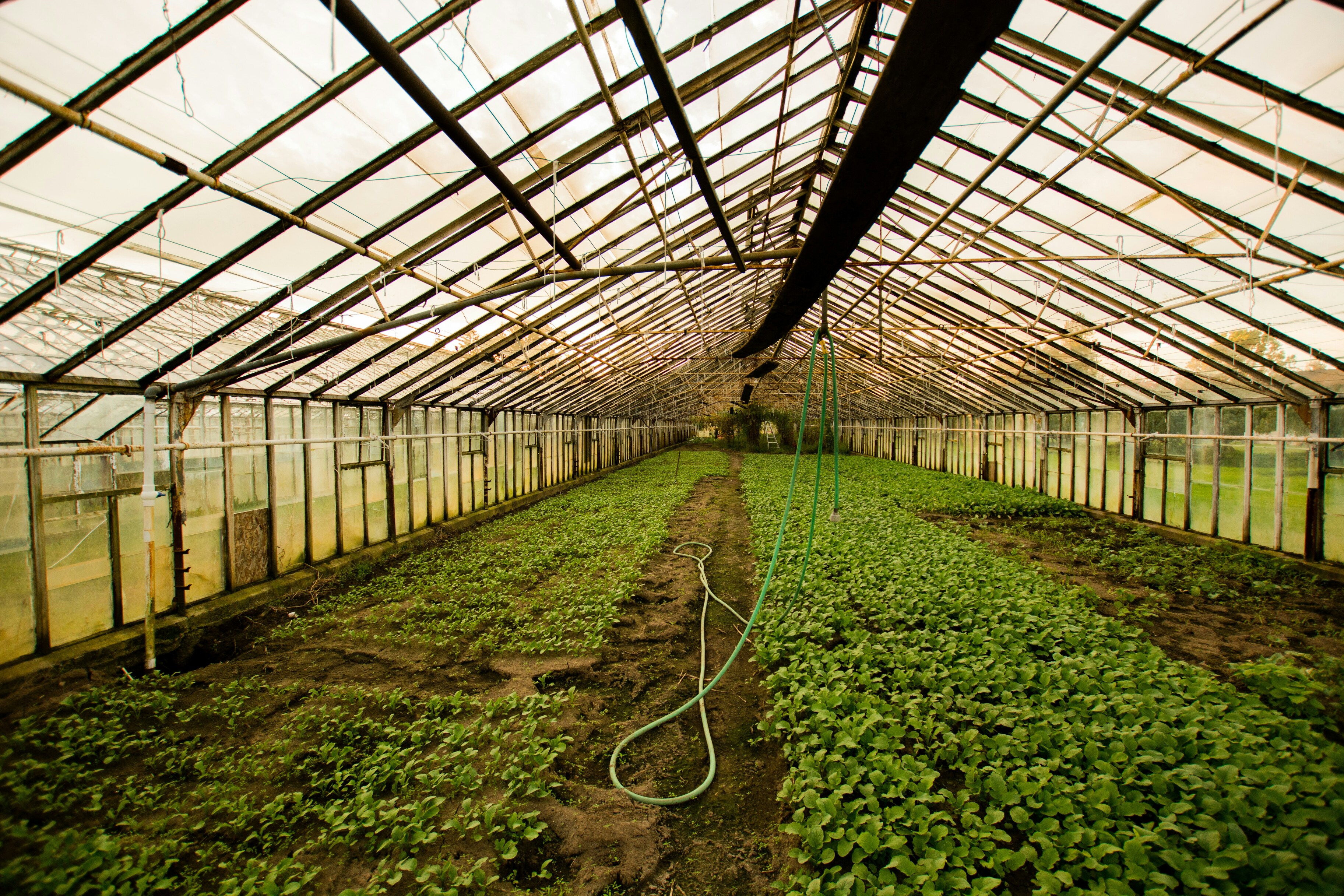 В России создадут фермы для снижения выбросов парниковых газов